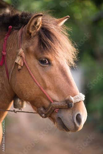 Head shot of a horse