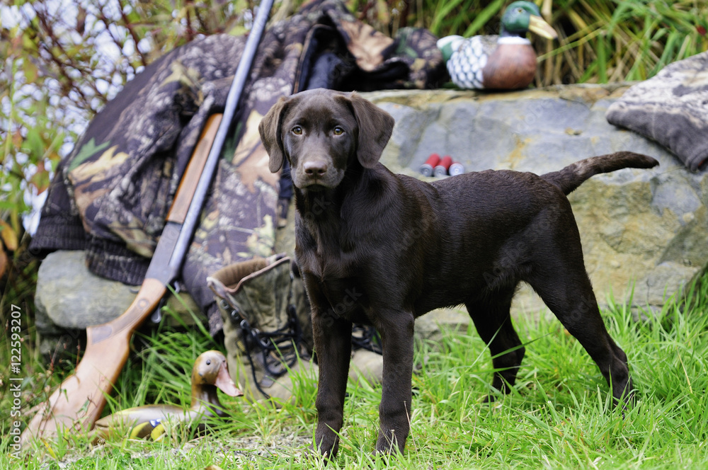 Chocolate Lab beside a Cooey12 gauge single shot shotgun, a camouflage jacket and boots, Duncan, British Columbia, Canada. Chocolate Lab beside a Cooey12 gauge single shot shotgun, a camouflage jacket and boots, Duncan, British Columbia, Canada.
