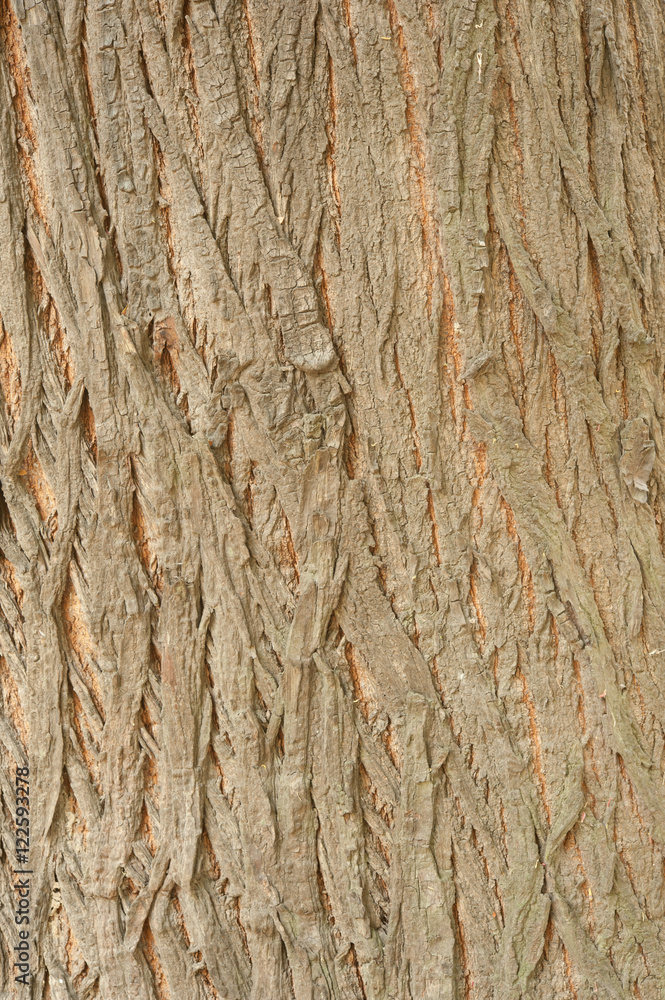 Bark Wood Texture for Background Bark Wood Texture for Background