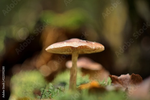 Mushrooms © Yuri Macsimov