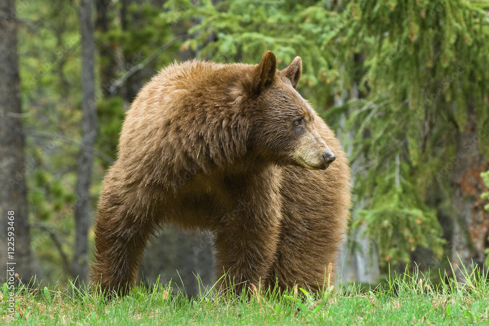 Cinnamon-coloured American black bear (Ursus americanus) grazing on roadside grasses and horestails, Rocky Mountains, western Alberta, Canada Cinnamon-coloured American black bear (Ursus americanus) grazing on roadside grasses and horestails, Rocky Mountains, western Alberta, Canada