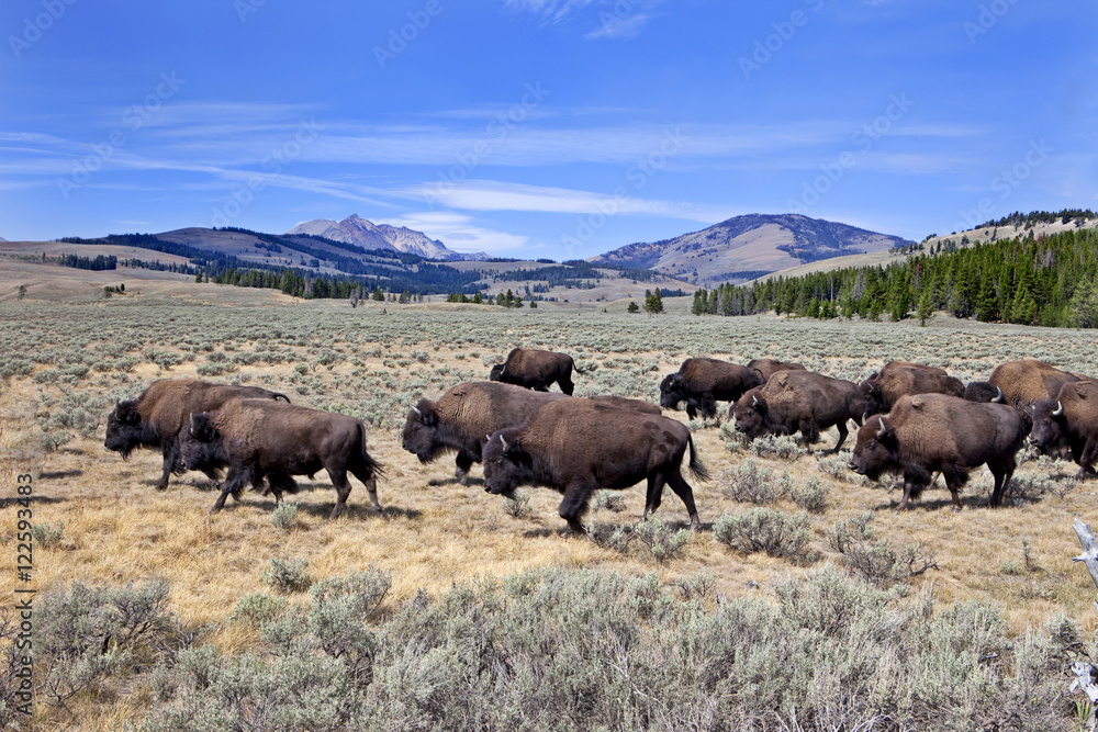 Bisons (bison bonasus) on Swan Lake Flats, Quadrant Mountains, Yellowstone National Park, Wyoming, USA Bisons (bison bonasus) on Swan Lake Flats, Quadrant Mountains, Yellowstone National Park, Wyoming, USA