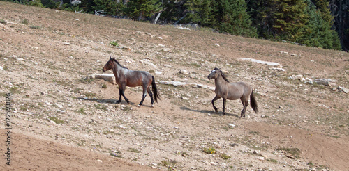 Wild Horse Herd walking uphill in the Pryor Mountain Wild Horse Range in Montana US