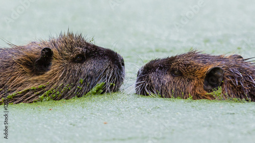 Myocastor coypus, loving couple photo