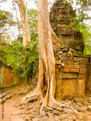 The picture of trees and temple, Angkor, Cambodia