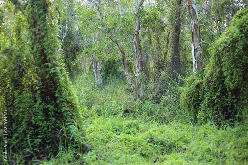 Green Wetland  Forest in Rayong at Thailand