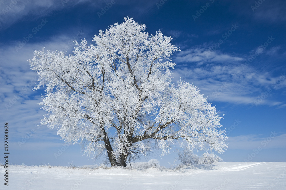 Bare tree covered with frost in snowy field