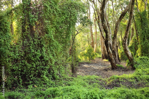 Green Wetland  Forest in Rayong at Thailand