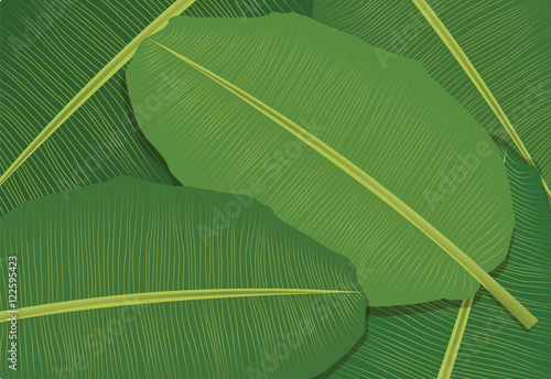 green banana leaves vector background. tropical leaves