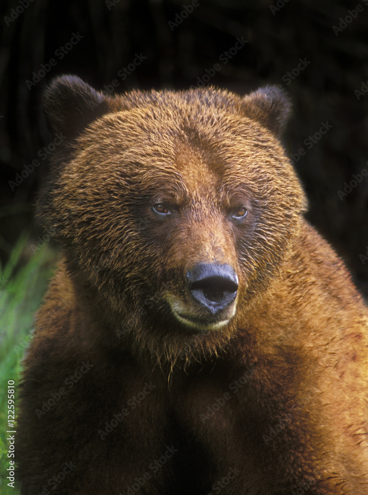 Grizzly bear in the Khutzemateen Valley on the central coast of British Columbia, Canada Grizzly bear in the Khutzemateen Valley on the central coast of British Columbia, Canada