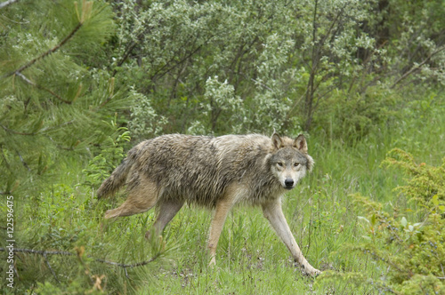 Gray wolf (Canis lupus) in summer forest clearing, Montana, USA