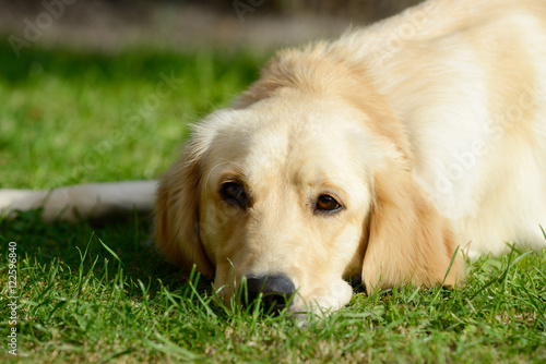 dog golden retriever lying on meadow and looking