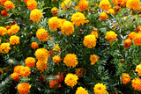 Orange autumn flowers on a green background