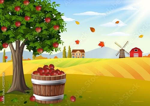 Apple tree and basket of apples in farm landscape at autumn