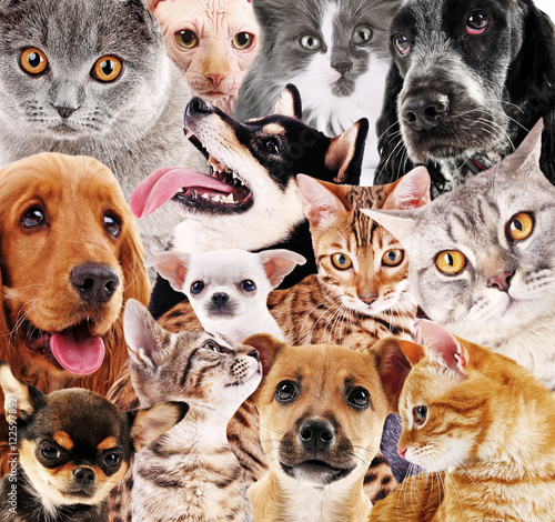 Fototapeta Naklejka Na Ścianę i Meble -  Dog and cat background