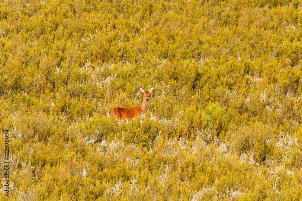 Ciervo hembra. Cervus elaphus. Berrea del Ciervo en La Sierra de la Cabrera, León. Ciervo hembra. Cervus elaphus. Berrea del Ciervo en La Sierra de la Cabrera, León.