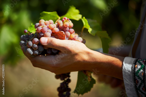 grape harvesting