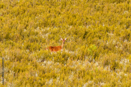 Ciervo hembra. Cervus elaphus. Berrea del Ciervo en La Sierra de la Cabrera, León. photo