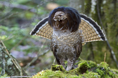 Ruffed Grouse (Bonasa umbellus) drumming from atop a log