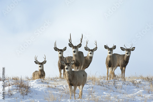 Mule Deer bulls in snowy field, Alberta, Canada