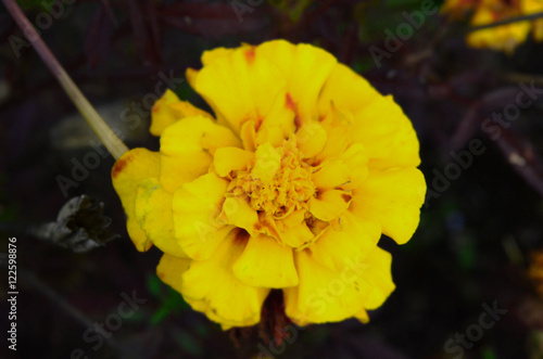 Foto marigolds