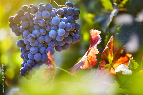 Obraz na plátně beautiful grape harvest