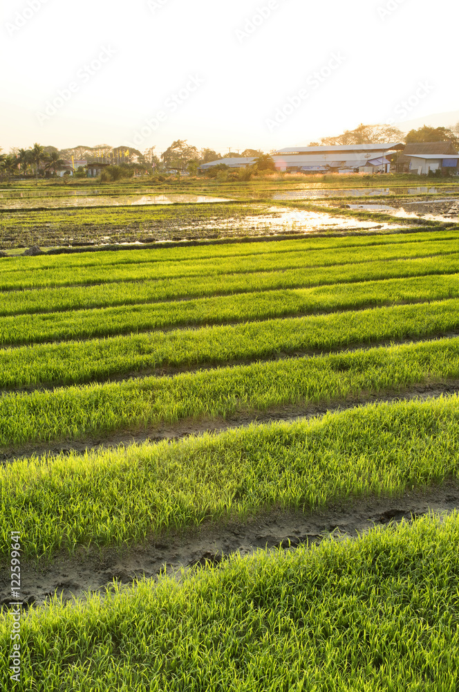 Rice farm at Thailand.
