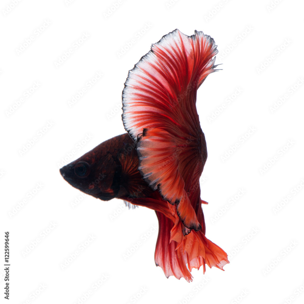 Obraz premium Red betta fish on white background