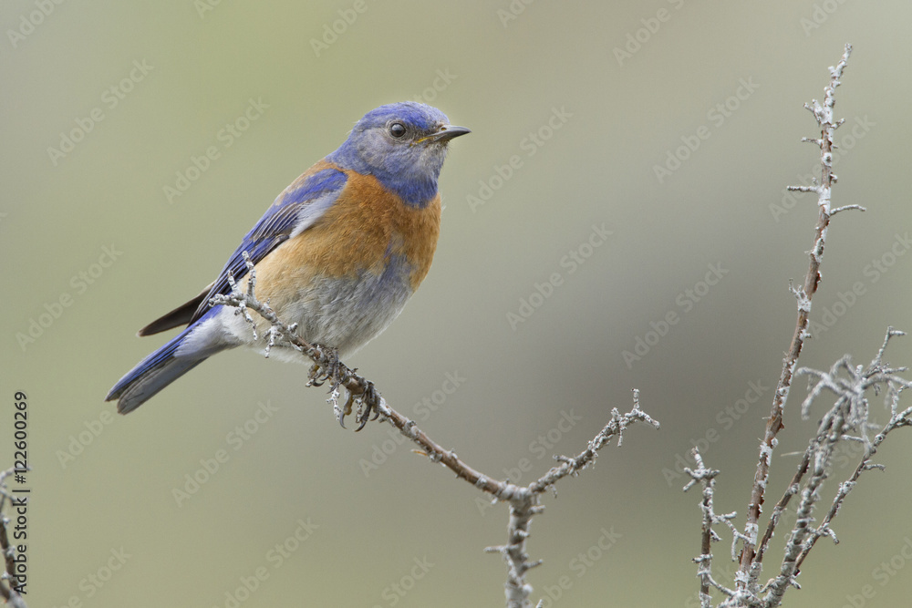 Western Bluebird, Sialia mexicana, Washington, USA