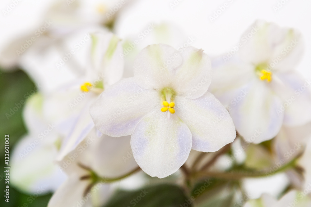 Saintpaulia varieties of Emerald City S. Sorano with beautiful colored flowers. Close-up Saintpaulia varieties of Emerald City S. Sorano with beautiful colored flowers. Close-up