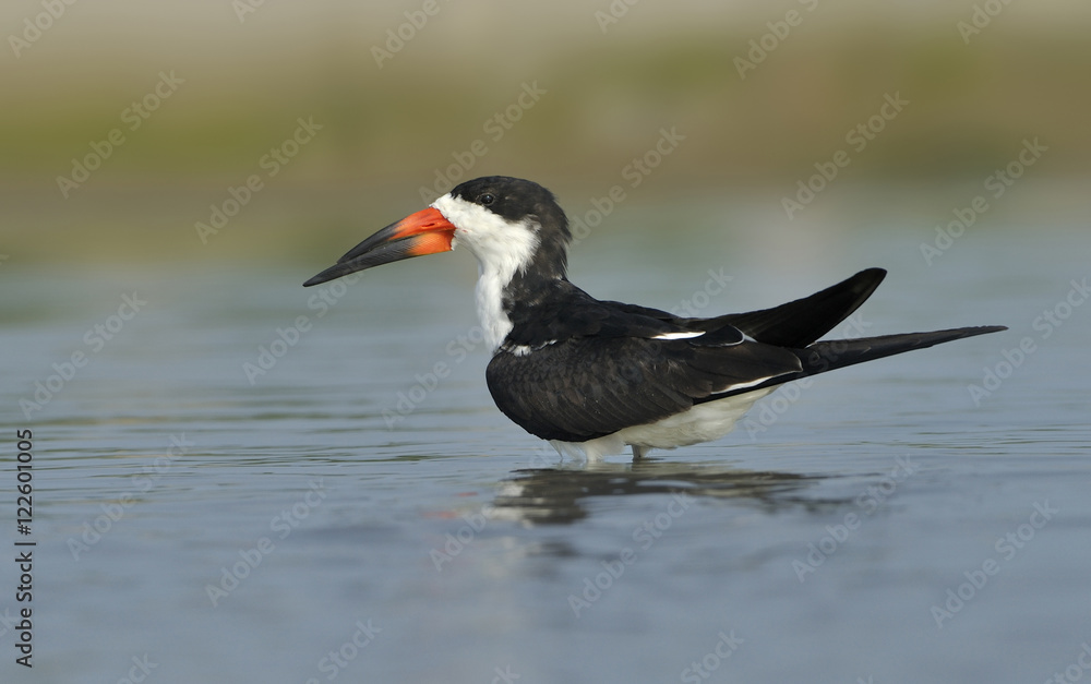 Black Skimmer (Rynchops niger) on beach at South Padre Island, Texas, United States of America Black Skimmer (Rynchops niger) on beach at South Padre Island, Texas, United States of America