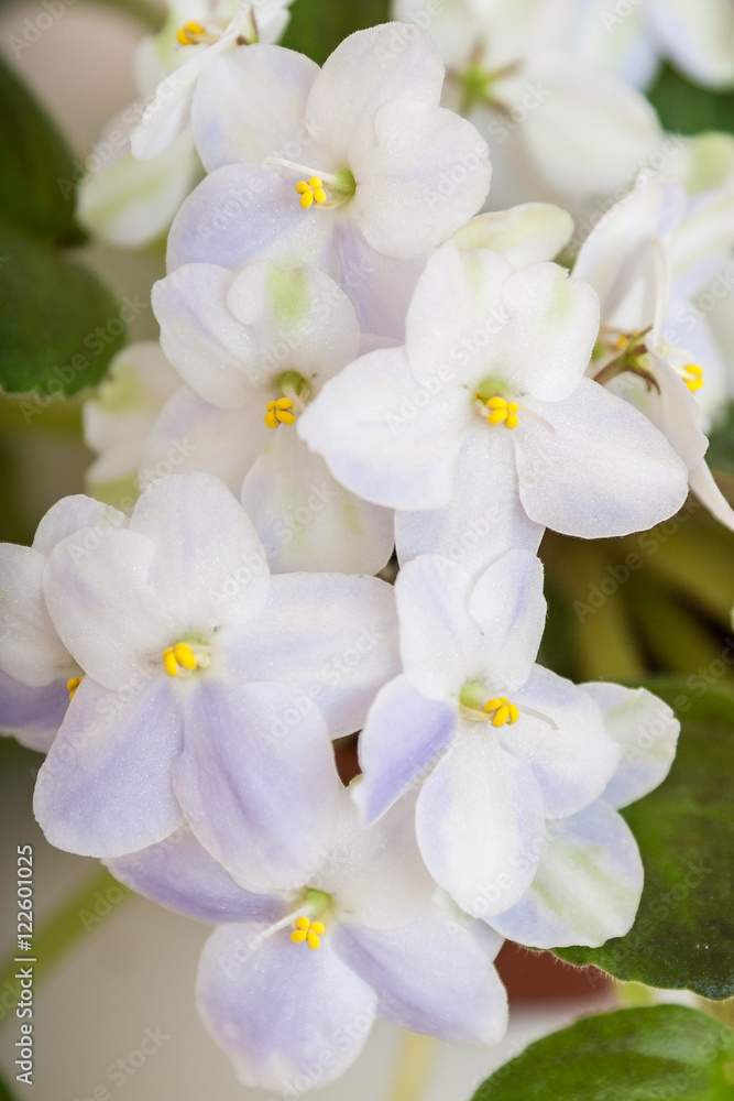 Fototapeta premium Saintpaulia varieties of Emerald City S. Sorano with beautiful colored flowers. Close-up