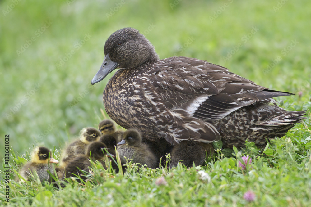 American Black Duck (Anus rubripes) perched on the ground in Newfoundland, Canada. American Black Duck (Anus rubripes) perched on the ground in Newfoundland, Canada.