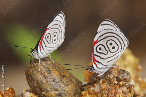 A Butterfly in Podocarpus national Park in southeast Ecuador. photo