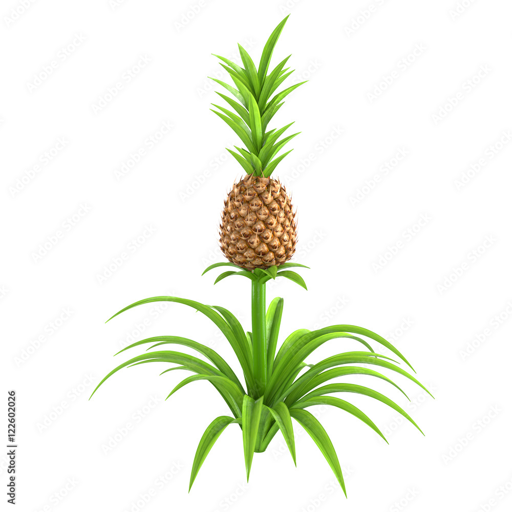 whole pineapple plant with stem and green leaves isolated on white