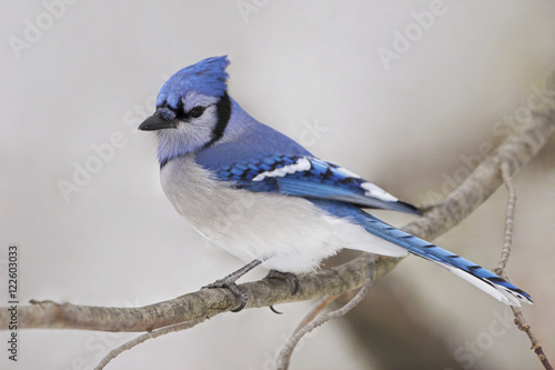 Blue Jay (Cyanocitta cristata) perched on a branch in winter, Etobicoke, Ontario, Canada. photo