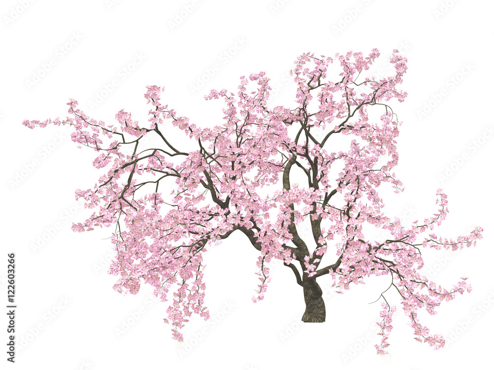 Fototapeta premium Cherry blossoms. Sakura. Hanami. Blossoming cherry tree with a lush crown of pink flowers, isolated on white background. 3D illustration.
