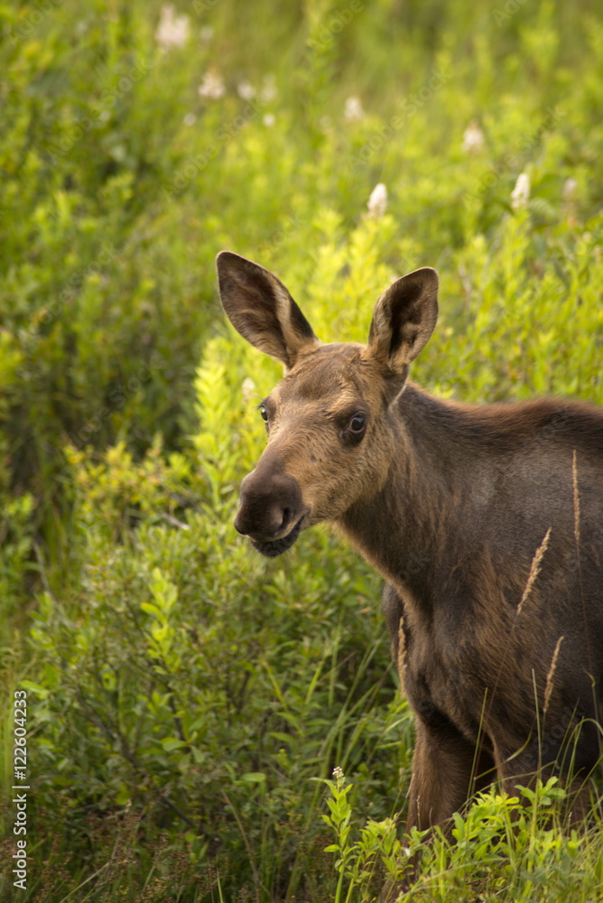 Moose and calf (Alces alces), Algonquin Park, On Moose and calf (Alces alces), Algonquin Park, On