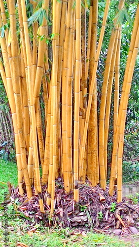 Bamboo forest 