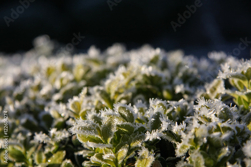 Buchsbaum im Winter