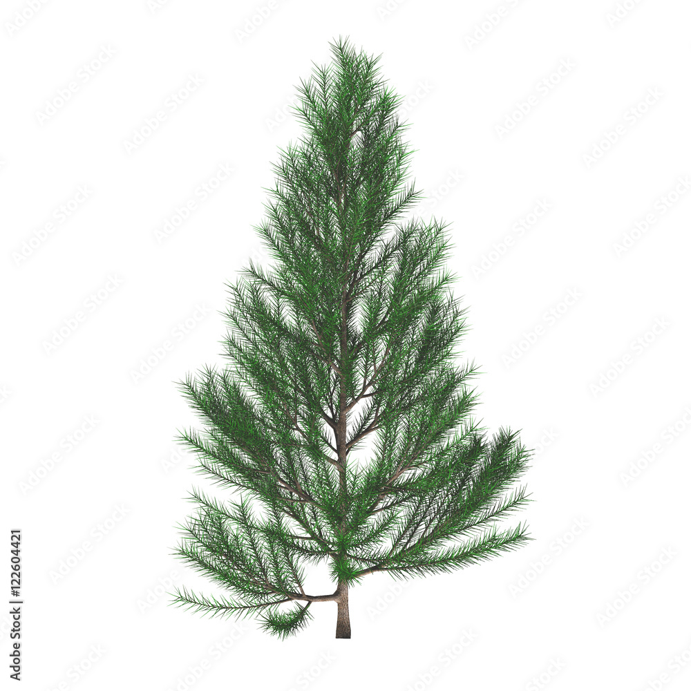 Young pine tree (Pinus sylvestris) isolated on white background. Christmas  tree. Spruce tree. 3D illustration. Stock Illustration | Adobe Stock