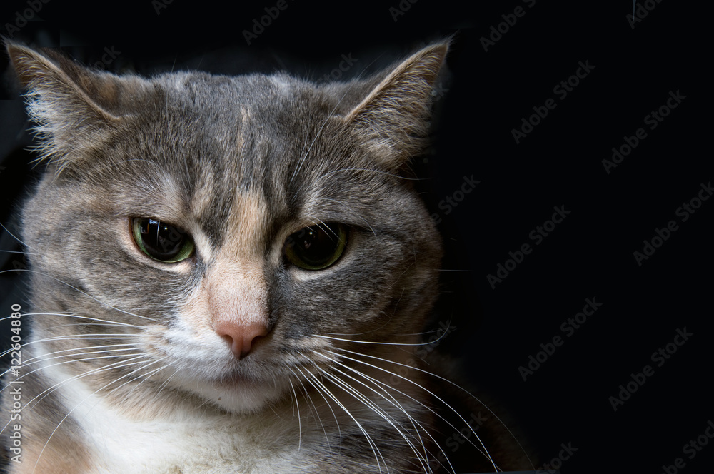 cat cat