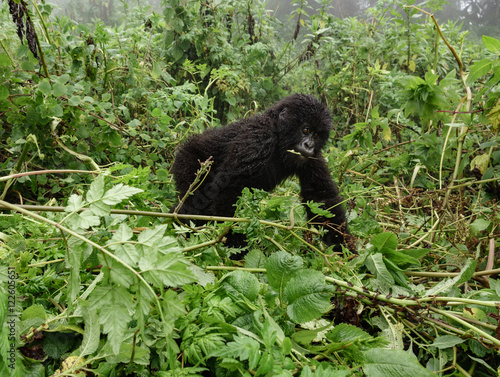 Smal mountain gorilla in the forest