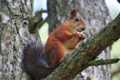 Squirrel on Tree © Tatyana