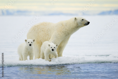 Polar bear mother (Ursus maritimus) and twin cubs of the year hunting on the pack ice, Svalbard Archipelago, Arctic Norway
