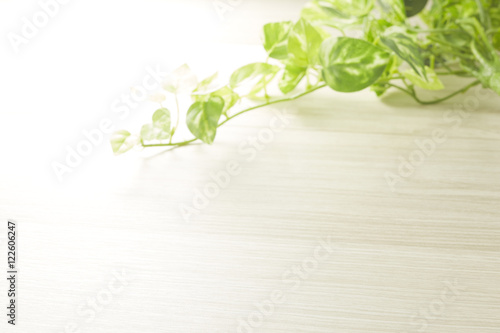 木目とグリーン