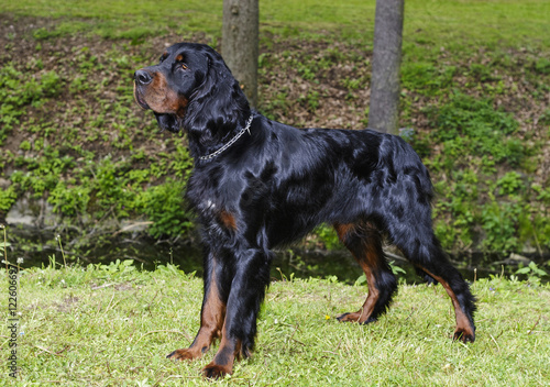 Irish Setter stands. The Irish Setter is on the grass.