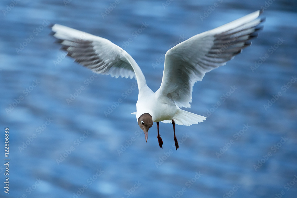 Seagull Seagull