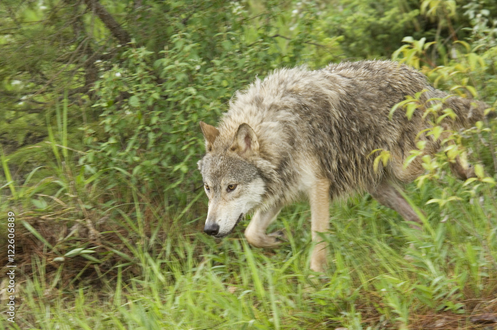 Gray wolf hunting, (Canis lupus), Alberta, Canada. Gray wolf hunting, (Canis lupus), Alberta, Canada.