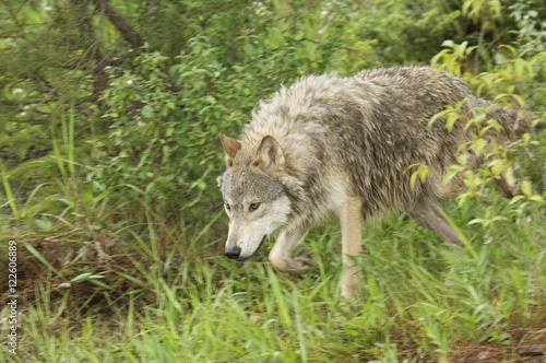 Gray wolf hunting, (Canis lupus), Alberta, Canada. photo